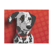 Augie la Dalmatienne