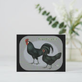 Carte Postale Augsburger Fowl (Debout devant)