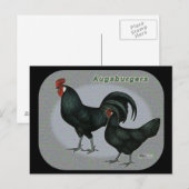 Carte Postale Augsburger Fowl (Devant / Derrière)