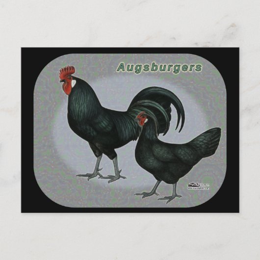 Carte Postale Augsburger Fowl (Devant)