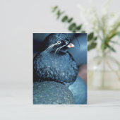 Carte Postale Auklet Whiskered (Debout devant)