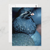 Carte Postale Auklet Whiskered (Devant / Derrière)