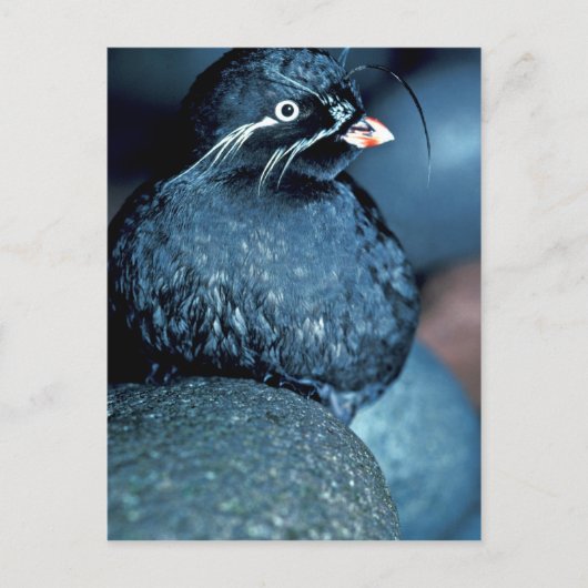 Carte Postale Auklet Whiskered (Devant)