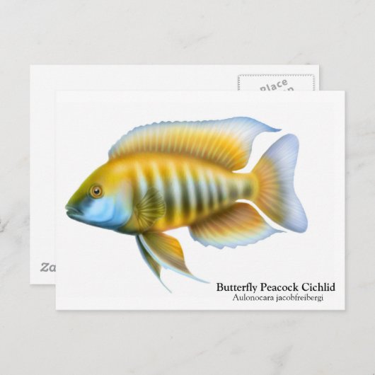 Carte postale Aulonocara jacobfreibergi (Devant / Derrière)