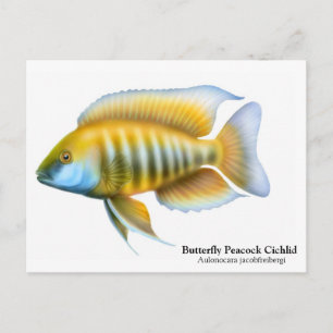 Carte postale Aulonocara jacobfreibergi