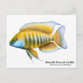 Carte postale Aulonocara jacobfreibergi (Devant)