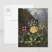 Carte Postale Auriculas du Dr John Robert Thornton (Devant / Derrière)