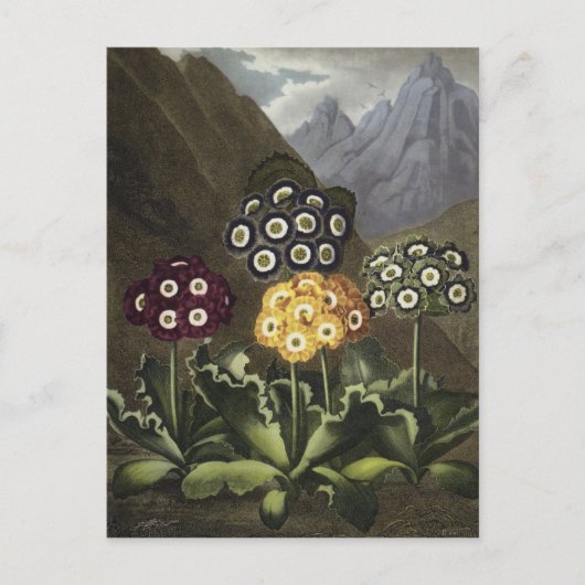 Carte Postale Auriculas du Dr John Robert Thornton (Devant)
