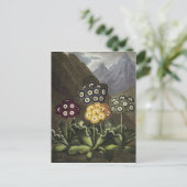 Carte Postale Auriculas du Dr John Robert Thornton (Debout devant)