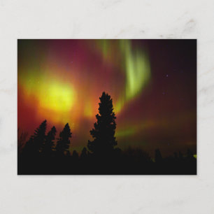 Carte Postale Aurora boréale et arbres