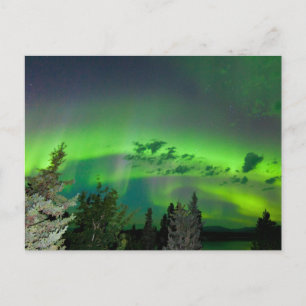 Carte Postale Aurora borealis au-dessus de la forêt boréale