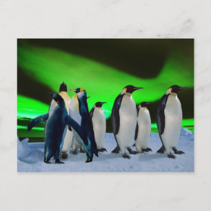Carte Postale Aurora borealis et pingouins