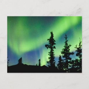 Carte Postale Aurora borealis intense sur la taiga d'épinette no
