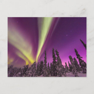 Carte Postale Aurora Borealis Northern Lights Fairbanks Alaska