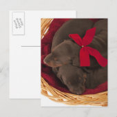 Carte Postale Aussi Doberman Pincher. Chien domestique de taille (Devant / Derrière)