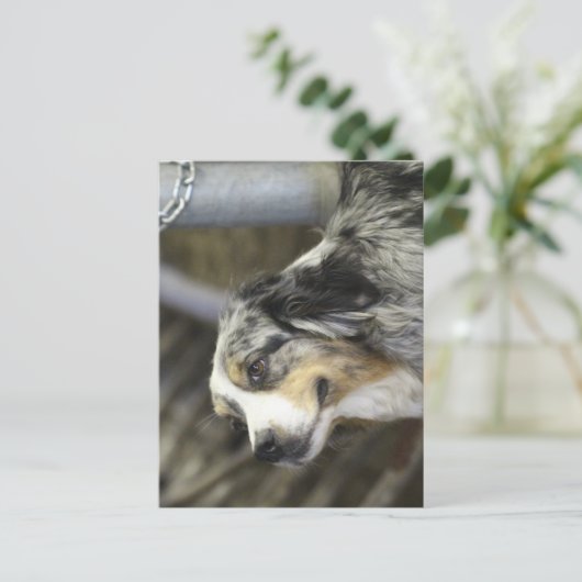 Carte Postale Aussie (Debout devant)