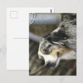 Carte Postale Aussie (Devant / Derrière)