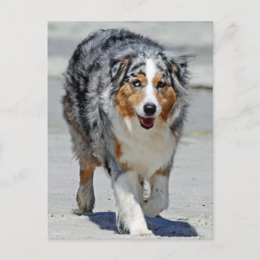 Carte Postale Aussies - 1er Jour de promenade d'été (Devant)
