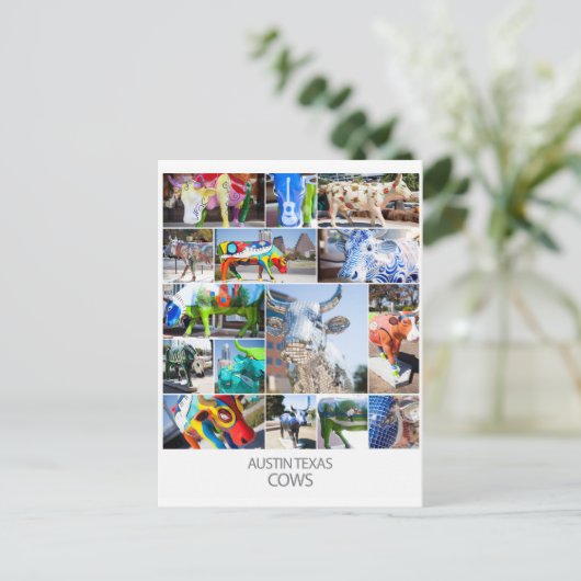 Carte Postale Austin Texas Cows (Debout devant)