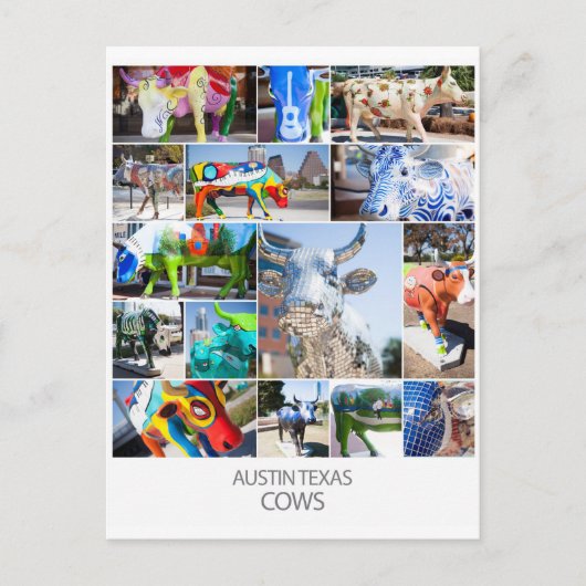Carte Postale Austin Texas Cows (Devant)