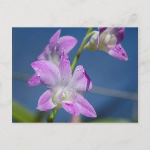 Carte Postale Australia, Northern Territory, Darwin