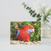 Carte Postale Australian Crimson Rosella (Debout devant)
