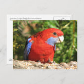Carte Postale Australian Crimson Rosella (Devant / Derrière)
