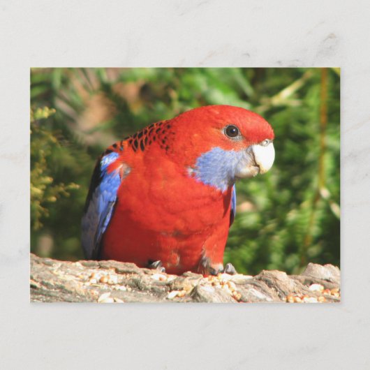 Carte Postale Australian Crimson Rosella (Devant)