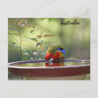 Carte Postale Australian Eastern Rosella