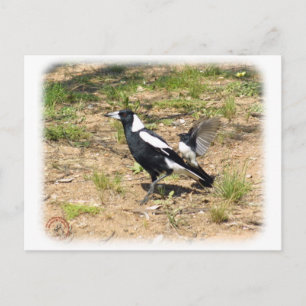 Carte Postale Australian Magpie en train d'être moquée par Willi