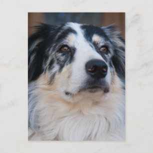 Carte Postale Australian Shepherd Mix Close Up Photographie