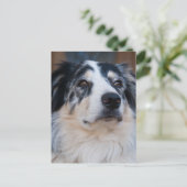 Carte Postale Australian Shepherd Mix Close Up Photographie (Debout devant)