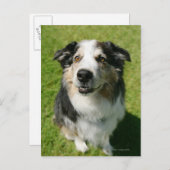 Carte Postale Australian Shepherd sourit devant la caméra (Devant / Derrière)