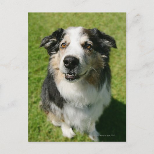 Carte Postale Australian Shepherd sourit devant la caméra (Devant)