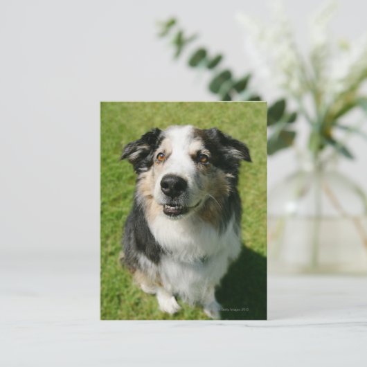 Carte Postale Australian Shepherd sourit devant la caméra (Debout devant)
