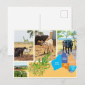 Carte postale Australie (Devant / Derrière)