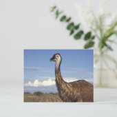 Carte Postale Australie, Australie occidentale. Emu (Dromaius) (Debout devant)