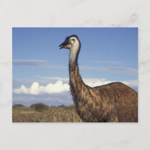 Carte Postale Australie, Australie occidentale. Emu (Dromaius)