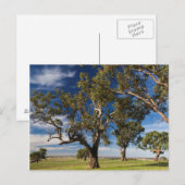 Carte Postale Australie, Barossa Valley, Mount Pleasant (Devant / Derrière)