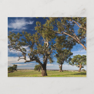 Carte Postale Australie, Barossa Valley, Mount Pleasant