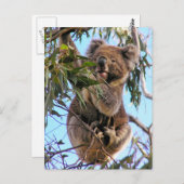 Carte postale Australie de koala (Devant / Derrière)