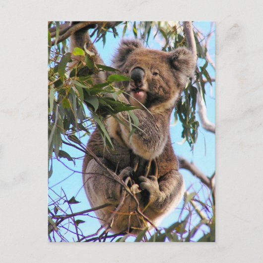 Carte postale Australie de koala (Devant)