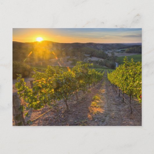 Carte Postale Australie du Sud, Adélaïde Hills, Summertown. (Devant)