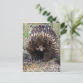 Carte Postale Australie Echidna Cute Animal Photo (Debout devant)