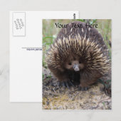 Carte Postale Australie Echidna Cute Animal Photo (Devant / Derrière)