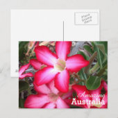 Carte postale Australie Extraordinaire (Devant / Derrière)