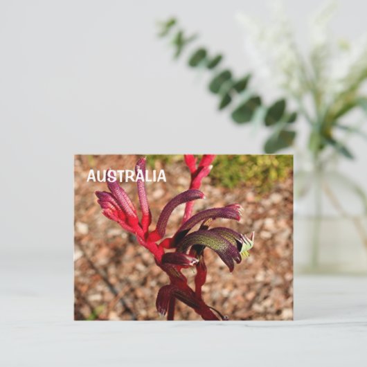 Carte Postale Australie : Fleur Kangaroo Paw en fleurs 2 (Debout devant)
