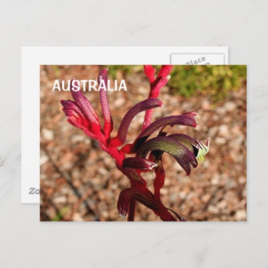 Carte Postale Australie : Fleur Kangaroo Paw en fleurs 2 (Devant / Derrière)