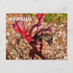 Carte Postale Australie : Fleur Kangaroo Paw en fleurs 2