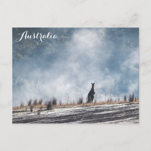 Carte Postale Australie Kangaroo Travel Photo (Devant)
